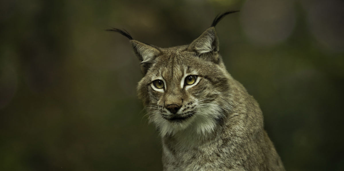 Luchs (Foto: Cornelia Arens) Luchs (Foto: Cornelia Arens)