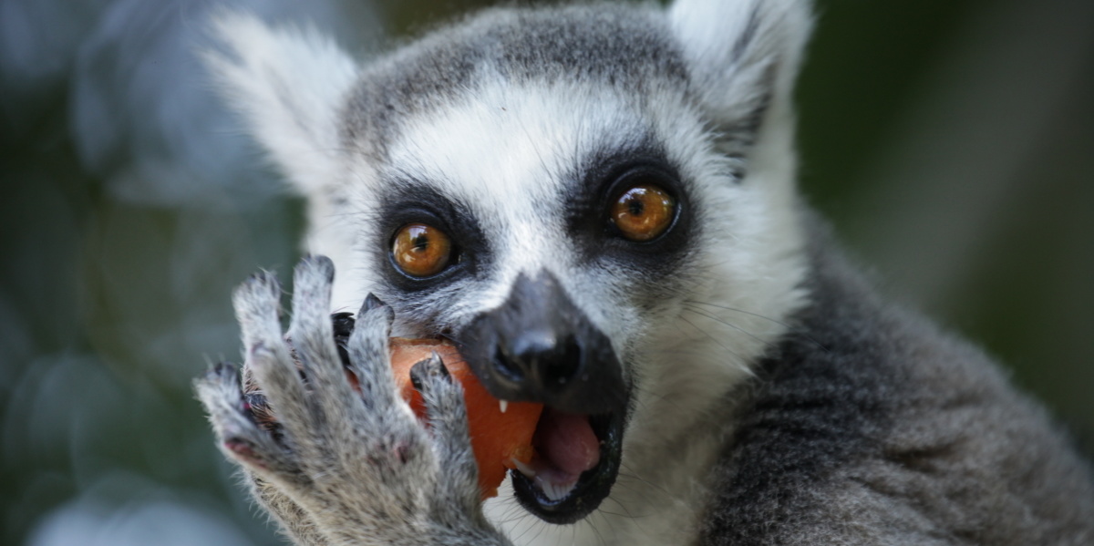 Katta im Zoo Saarbrücken Katta im Zoo Saarbrücken frisst Obst