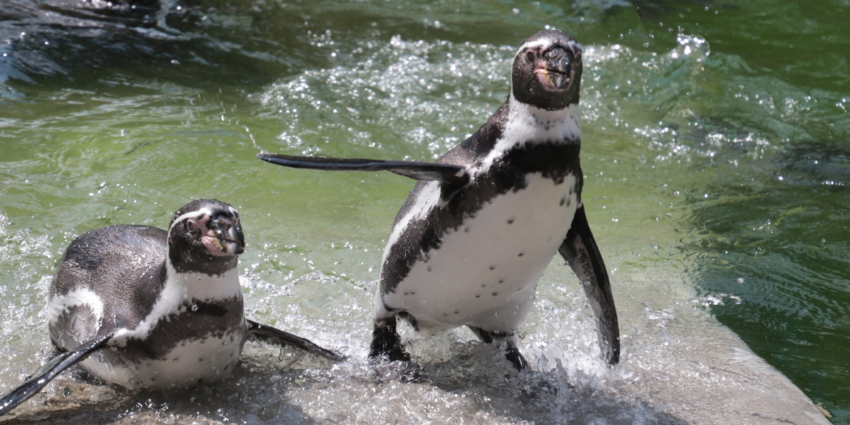 Pinguine Zwei Pinguine sind im glitzernen Wasser zu sehen.